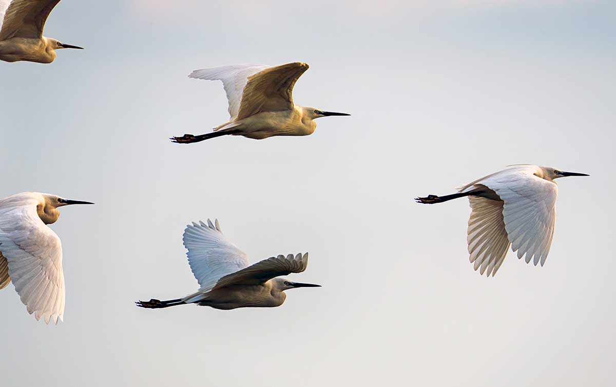 Birds flying