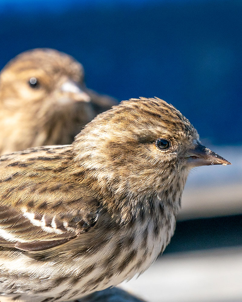 Birds