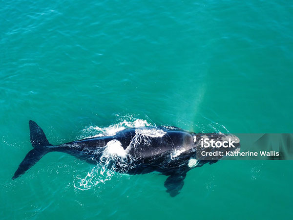 Whale in the ocean